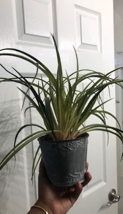 fake plant . coffee table plant . bathroom plant