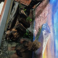 Drift Wood 