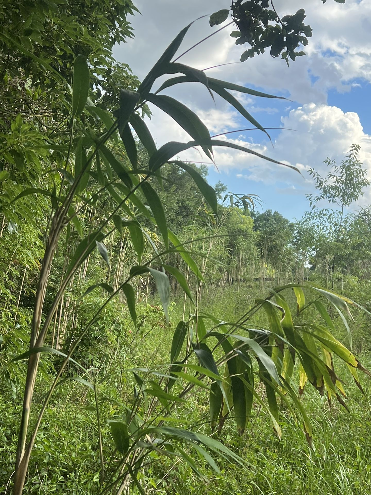 Arrow Bamboo Plant 3ft+