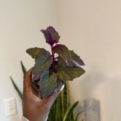 Variegated Purple Passion 
