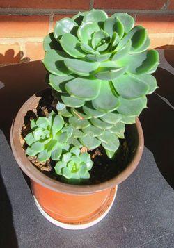 5" Echeverias plant