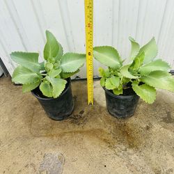 Mala madre. Ubicacion cercana a 14200 Van Nuys blvd Arleta ca 91331