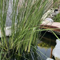 Pond Plant - Cat Tail Tall Grass