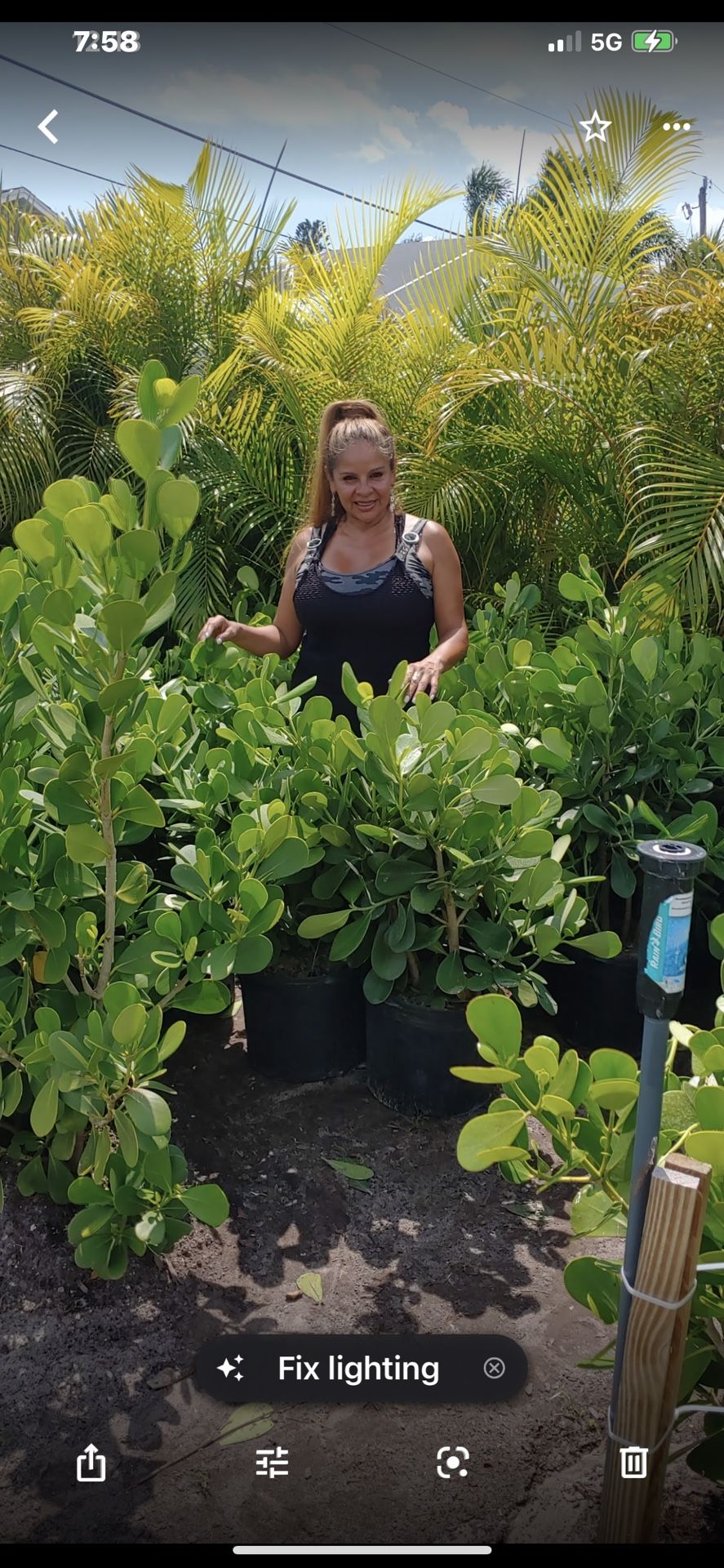 Clusias 7 Gallon Approx 3.5 Feet Tall