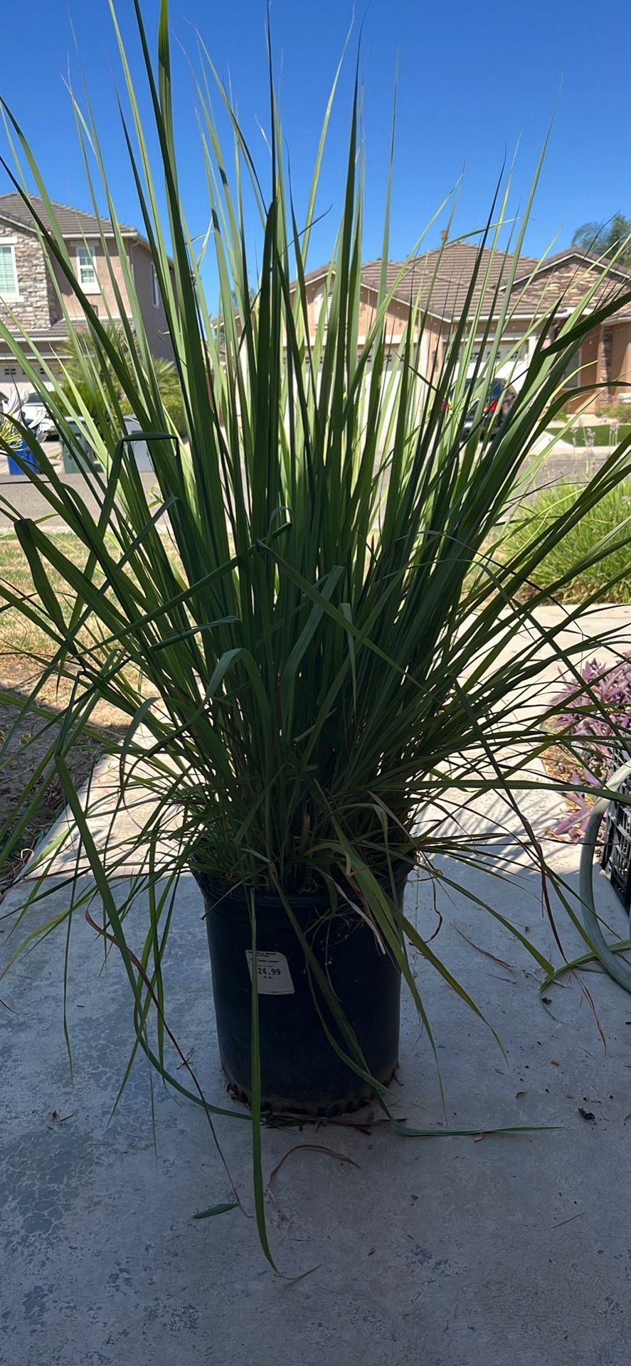 Lemongrass Big And Tall