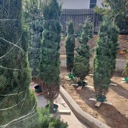 Real Christmas Trees W/ FREE STAND In Hacienda Heights 