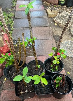 Crown of Thorns plants