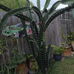 Tiangular cactus, fruit bearing
3 clipping for $10
Pick up in Harlingen