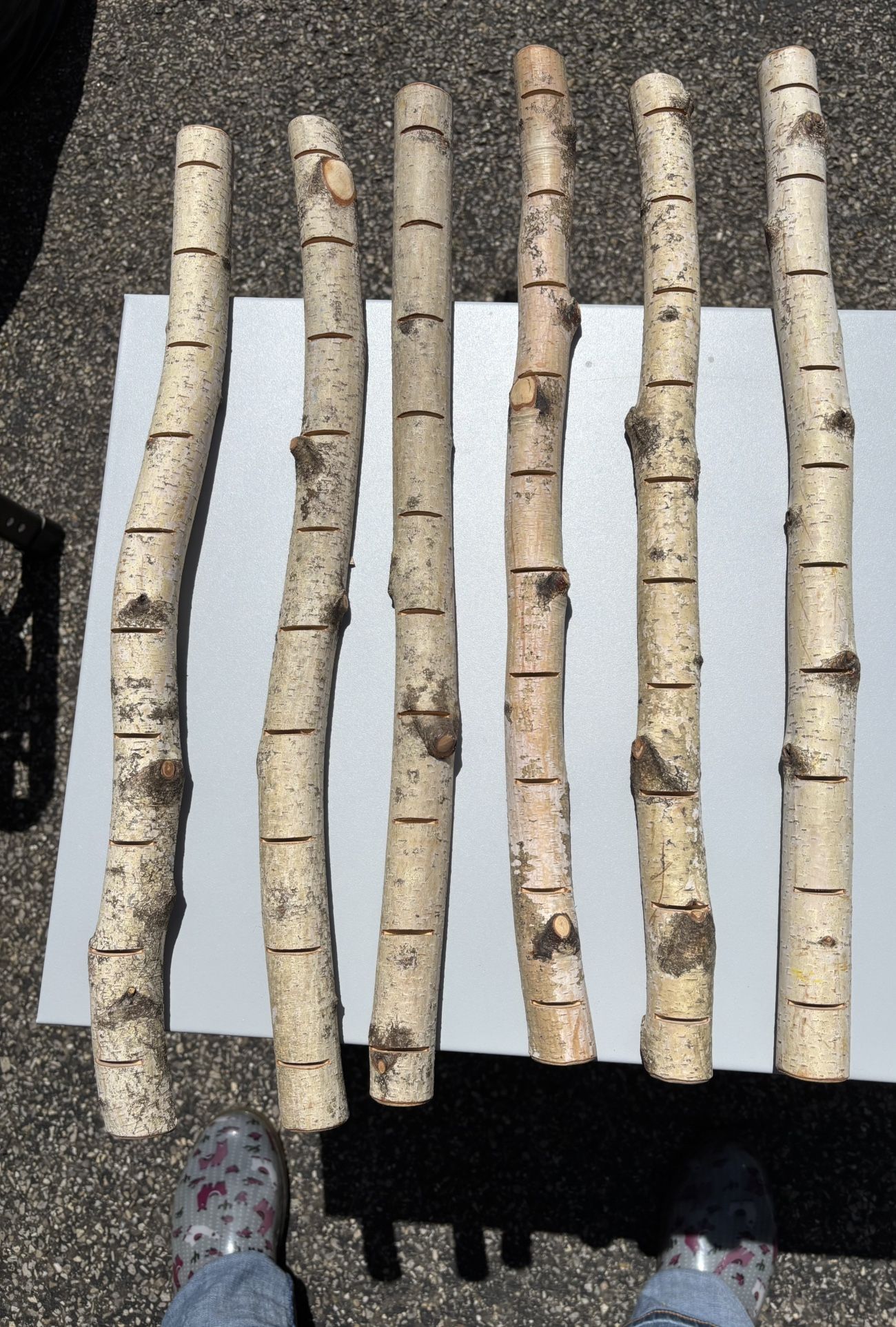 6 White Birch Rustic Place Card Holders