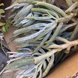 1 Large Succulent Live Plant Cotyledon Orbiculata Staghorn Cutting About 7-10 In
