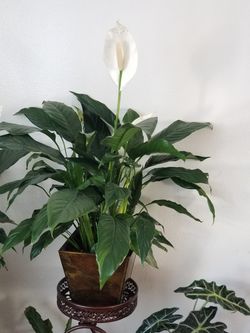 White Premium Sympathy Peace Lily - Indoor Plants House