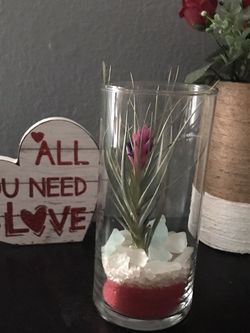 Valentines Air Plants
