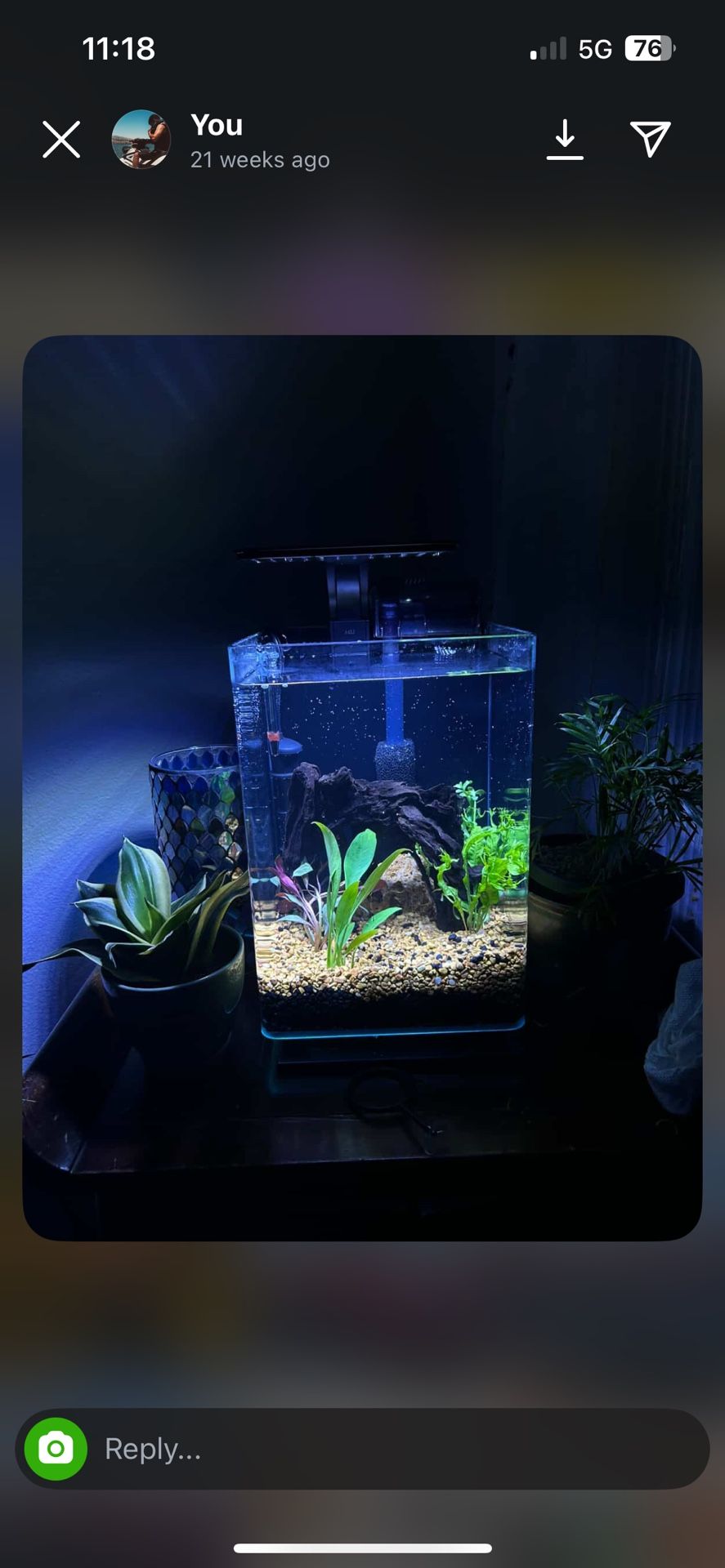 5 Gallon Fish Tank