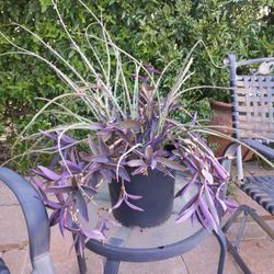 Purple Heart Plant