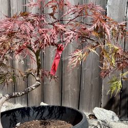 Japanese Maple Orangeola