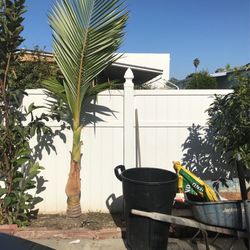 Palm Trees