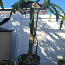 Dragon Fruit Plant, 45 Gallon Pot