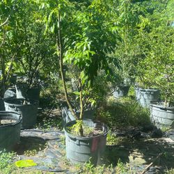 Mature, tropical trees