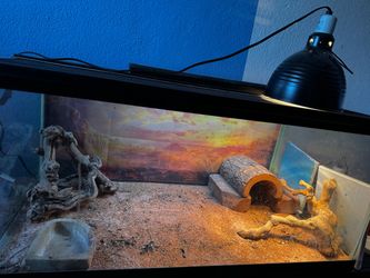 reptile enclosure (🐲)