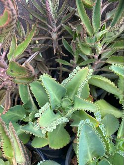 Kalanchoe o madre de miles