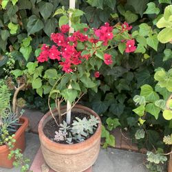 Large Purple Pink Flowers 🌺 In Clay Etched Decorative Pot 