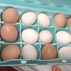 Fresh Eggs