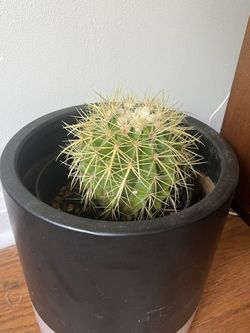 Cactus