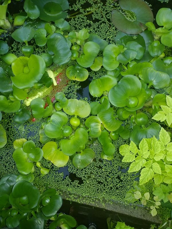 Water orchid? Aquaponic, water floating plant, freshwater