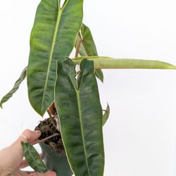 Philodendron Billietiae Plant 4" Pot - Indoor House Plants