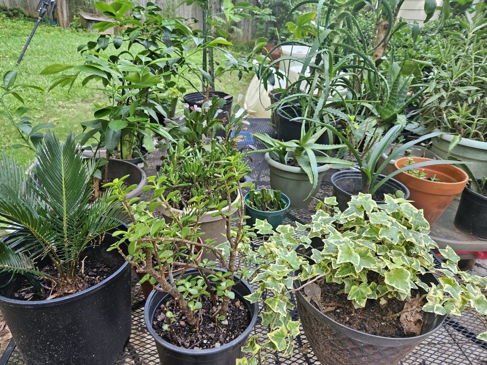 Plant