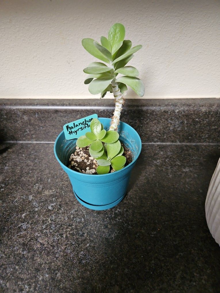 Kalanchoe "Flapjack" Succulent