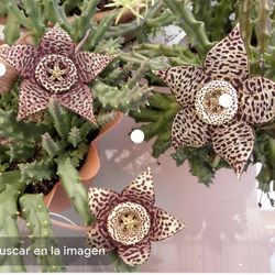4” Variegated Stapelia