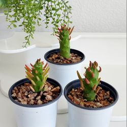 Living Plant 🌱Needle Cactus on 4"H White Pot ::: Outdoor/Full Sun ::: $5 Each