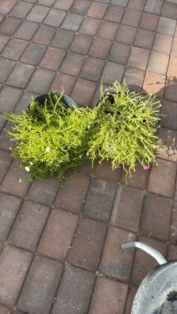 AMOR DE UN RATO DIFERENTES COLORES 