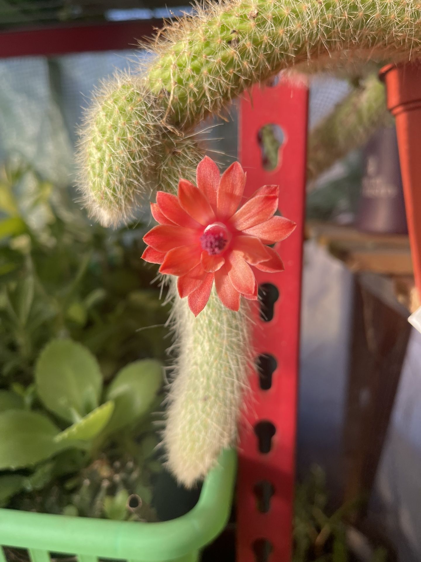 Monkey Tail Cactus 