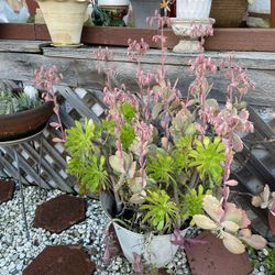 Beautiful Heathy Succulent Mix With Pots 