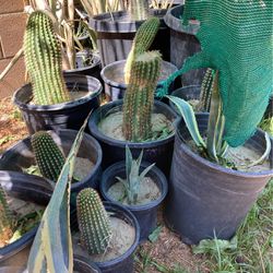 Desert Plants And Fountain S For Sale