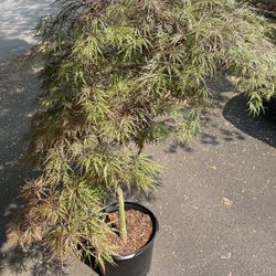Japanese Maple 'Garnet'