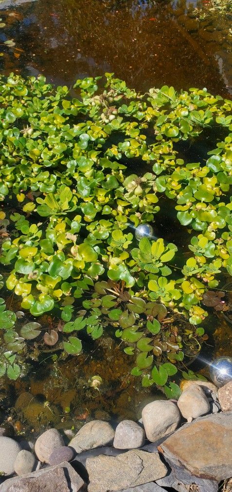 Water Hyacinth