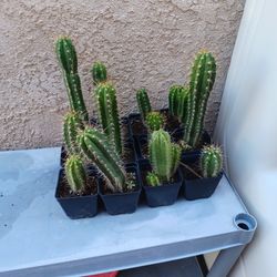 Hybrid Peruvian Torch X San Pedro Cactus Seedling