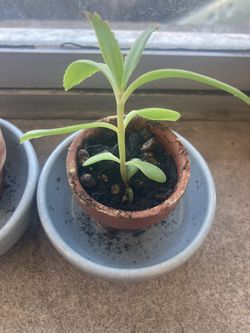 Mother Of Millions Plant Starts