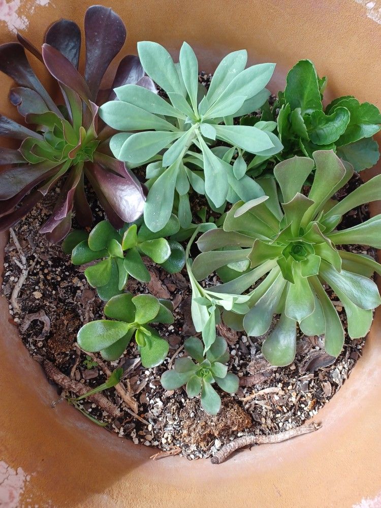 Beautiful Succulent Plants, Very Healthy $5 Each