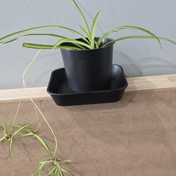 Spider Plant Pups Free