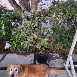 Rare Malaysian Guava Purple Pink Flesh