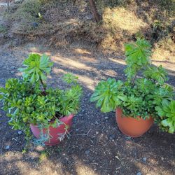 Succulents Arrangement Plants 18" Pot $65each