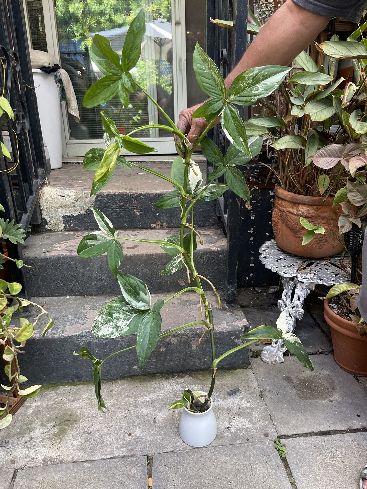 Mature Albo syngonium- 11leaf -5 Split