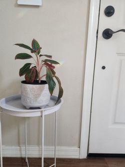 Plant Stand with removable tray