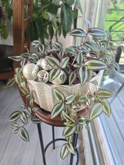 Tradescantia zebrina Plant 🪴