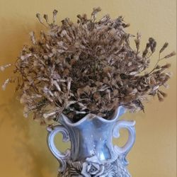 Jack In The Bush Seeds