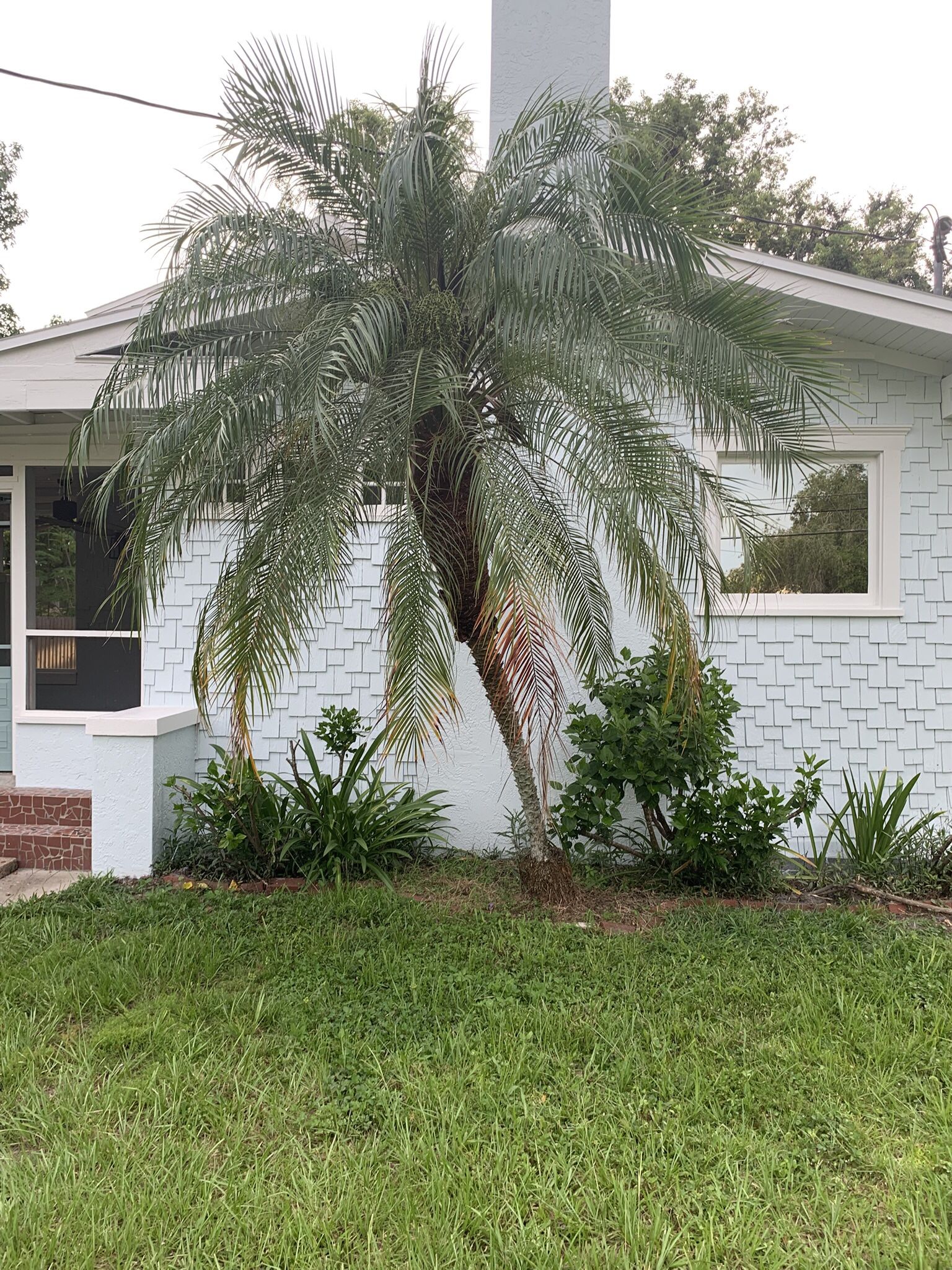 Free Robelinni Palm Tree